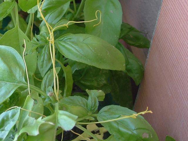 jacoterrano008.jpg jacoterrano008.jpg