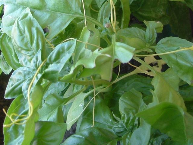 jacoterrano007.jpg jacoterrano007.jpg