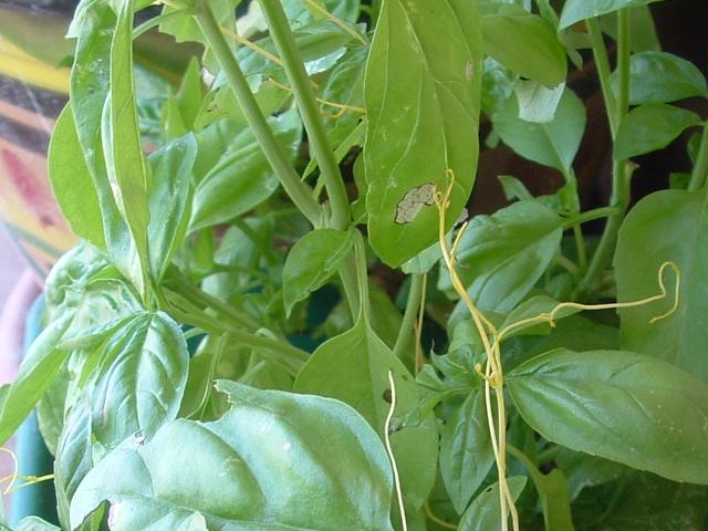 jacoterrano006.jpg jacoterrano006.jpg