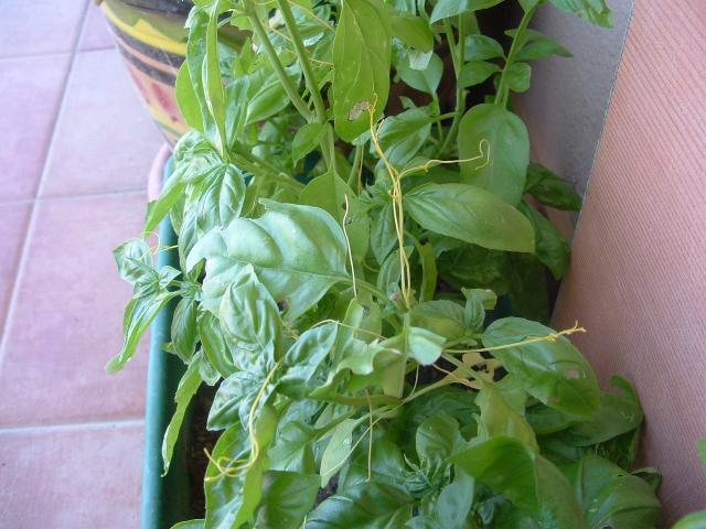 jacoterrano005.jpg jacoterrano005.jpg