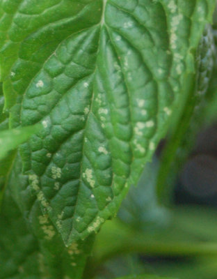 macchie sulla menta / malattia menta.jpg malattia menta.jpg