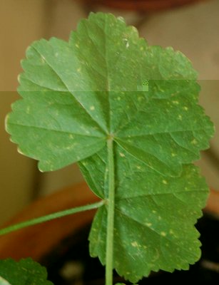 macchie sulla malva / malattia malva.jpg malattia malva.jpg