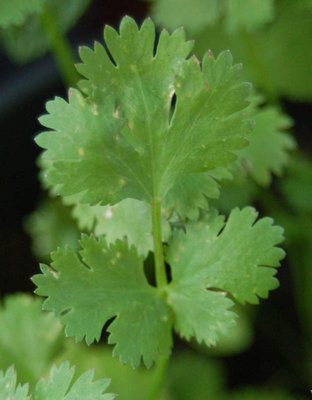 macchie su coriandolo / malattia coriandolo.jpg malattia coriandolo.jpg