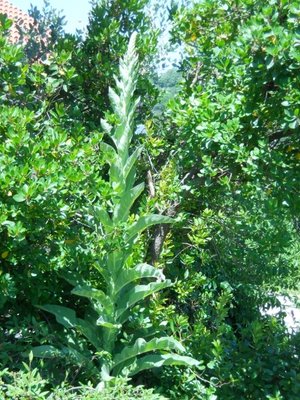 Intera / DSCN1227.JPG DSCN1227.JPG