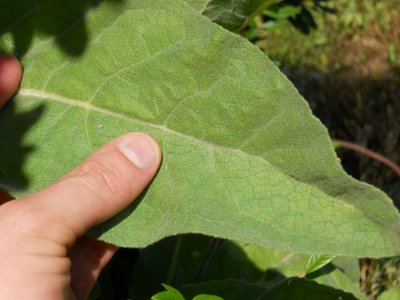 foglia / DSCN1228.JPG DSCN1228.JPG