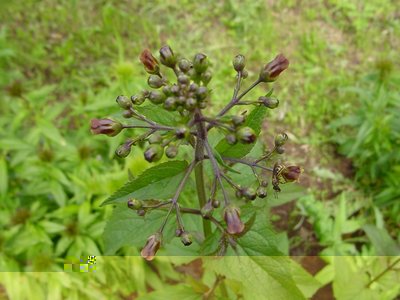 fioresconosciuto.jpg (147.7 KiB) Osservato 1095 volte fioresconosciuto.jpg