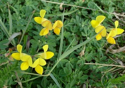 lotus_corniculatus.jpg (117.54 KiB) Osservato 972 volte lotus_corniculatus.jpg
