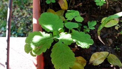 20131123_151719.jpg (150.25 KiB) Osservato 1167 volte 20131123_151719.jpg