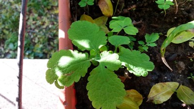 20131123_151721.jpg (147.49 KiB) Osservato 1167 volte 20131123_151721.jpg