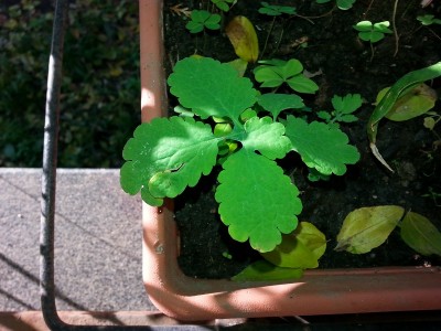 20131123_151908.jpg (176.98 KiB) Osservato 1167 volte 20131123_151908.jpg