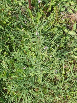 Pianta intera / P1120831.JPG P1120831.JPG