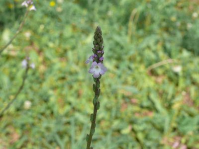 Fiore / P1120837.JPG P1120837.JPG