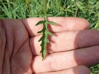 Foglia / P1120841.JPG P1120841.JPG