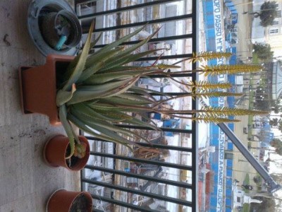 1975045_10202999916132949_726729158_n.jpg (57.05 KiB) Osservato 899 volte 1975045_10202999916132949_726729158_n.jpg