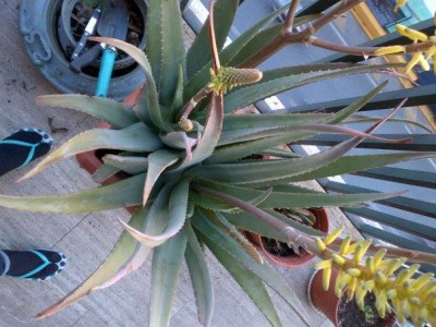 1907960_10202999913372880_1801290236_n.jpg (53.46 KiB) Osservato 899 volte 1907960_10202999913372880_1801290236_n.jpg