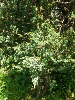 201404071.jpg (307.04 KiB) Osservato 3184 volte 201404071.jpg