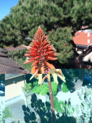 10277431_427506377393628_941387020838971749_n.jpg (211.19 KiB) Osservato 788 volte 10277431_427506377393628_941387020838971749_n.jpg