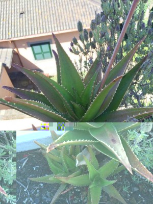 10168175_427506294060303_3669972922606905226_n.jpg (249.52 KiB) Osservato 788 volte 10168175_427506294060303_3669972922606905226_n.jpg