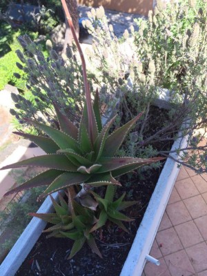 1912509_427506460726953_4561302970919020923_n.jpg (280.28 KiB) Osservato 756 volte 1912509_427506460726953_4561302970919020923_n.jpg