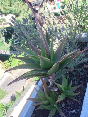 10262072_427506300726969_3754218479736646465_n.jpg (293.02 KiB) Osservato 756 volte 10262072_427506300726969_3754218479736646465_n.jpg