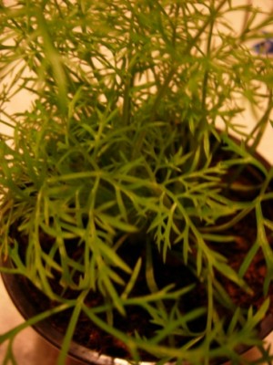 DSCN0230.jpg (73.25 KiB) Osservato 857 volte DSCN0230.jpg