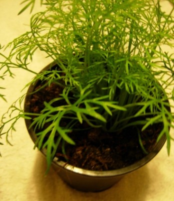 DSCN0231.jpg (68.57 KiB) Osservato 857 volte DSCN0231.jpg