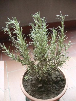 DSC029071.jpg (66.47 KiB) Osservato 1152 volte DSC029071.jpg