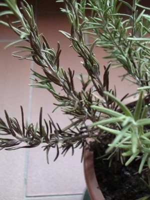 DSC029081.jpg (56.31 KiB) Osservato 1152 volte DSC029081.jpg