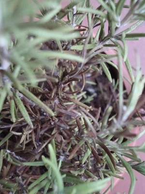 DSC029091.jpg (57.08 KiB) Osservato 1152 volte DSC029091.jpg