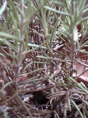 DSC029101.jpg (64.84 KiB) Osservato 1152 volte DSC029101.jpg