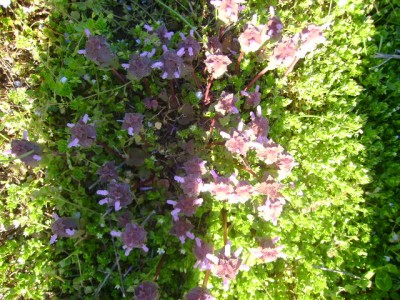 DSC01114.JPG (116.8 KiB) Osservato 2349 volte DSC01114.JPG