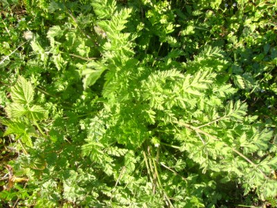 DSC01111.JPG (117.57 KiB) Osservato 2331 volte DSC01111.JPG