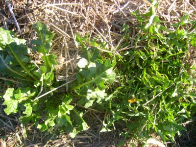 In questa ci sono due piante, quella di destra è il tarassaco, quella di sinistra non saprei anche se mi sembra molto simile all'altra / DSC01124.JPG DSC01124.JPG