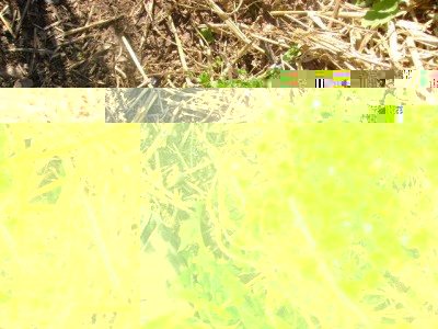 questa è la più diffusa, ha un portamento strisciante e fiorisce in questo periodo dell'anno (zona collinare di Trento, 450 m) e ha dei fiorellini colore azzurro chiaro, dalla forma di una campanella / DSC01126.JPG DSC01126.JPG