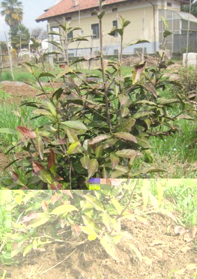 camelia1.jpg (364.81 KiB) Osservato 473 volte camelia1.jpg