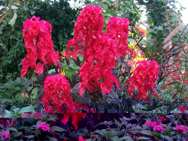 Amaranthus tricolor / Amaranthus_tricolor zanon.jpg Amaranthus_tricolor zanon.jpg