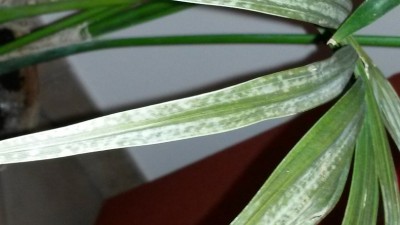 1.jpg (98.87 KiB) Osservato 2963 volte 1.jpg