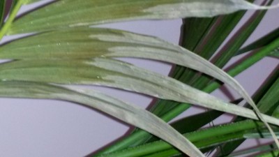 2.jpg (100.81 KiB) Osservato 2963 volte 2.jpg