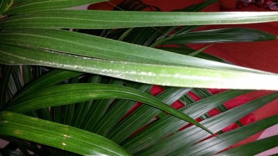 3.jpg (146.16 KiB) Osservato 2963 volte 3.jpg