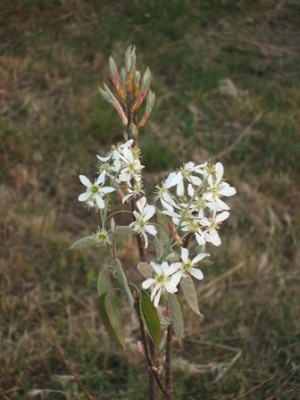 Amelanchier fiore.JPG
