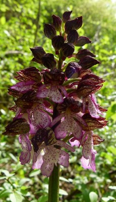 P1030996mmm.jpg (174.06 KiB) Osservato 559 volte P1030996mmm.jpg