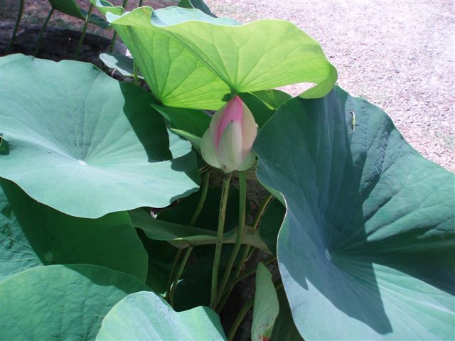 Fior di Loto Nelumbium speciosum / Fior di Loto Nelumbium speciosum.JPG Fior di Loto Nelumbium speciosum.JPG