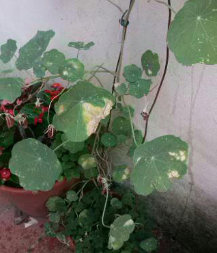 nasturzio.jpg nasturzio.jpg