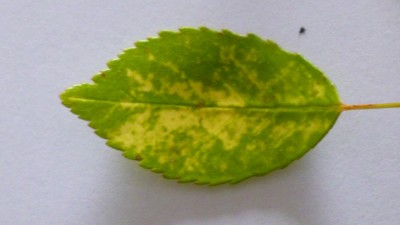 P1020900.jpg (148.04 KiB) Osservato 545 volte P1020900.jpg