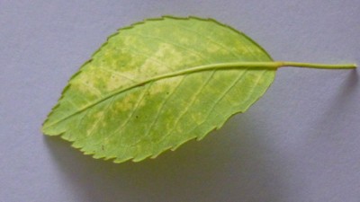 P1020901.jpg (149.75 KiB) Osservato 545 volte P1020901.jpg