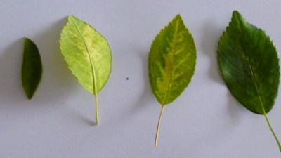 P1020902.jpg (147.36 KiB) Osservato 545 volte P1020902.jpg