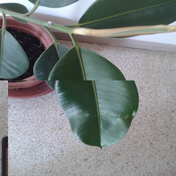 2015-06-25 13.04.41.jpg 2015-06-25 13.04.41.jpg