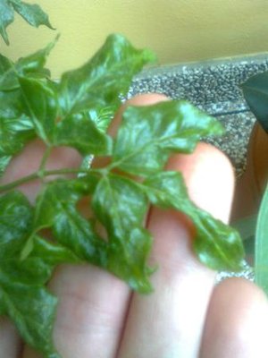 Immag0108.jpg (20.26 KiB) Osservato 935 volte Immag0108.jpg