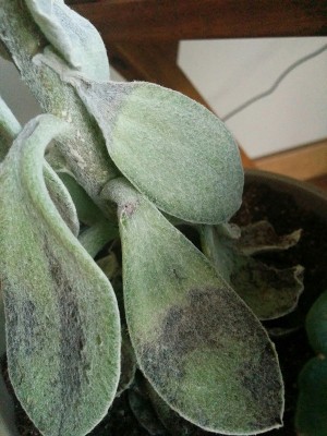 CRASSULA 1.jpg (195.57 KiB) Osservato 590 volte CRASSULA 1.jpg