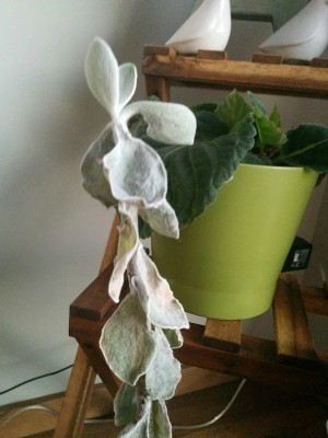 CRASSULA 2.jpg (144.93 KiB) Osservato 590 volte CRASSULA 2.jpg